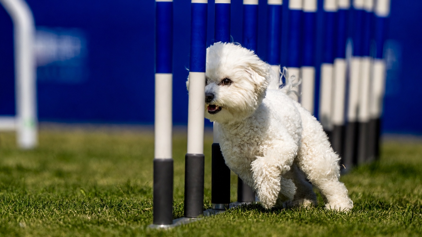Agility Hero