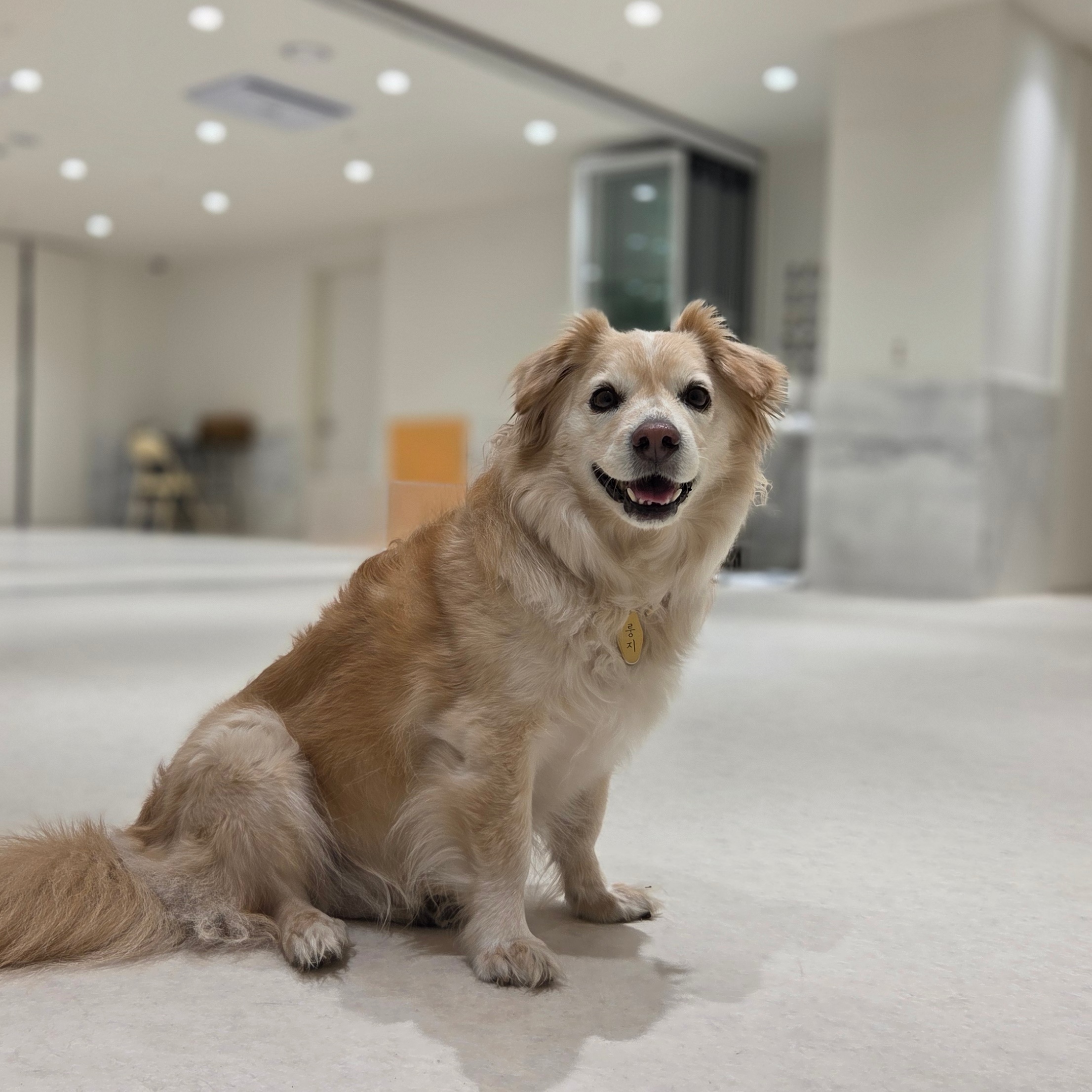 Dog Kindergarten